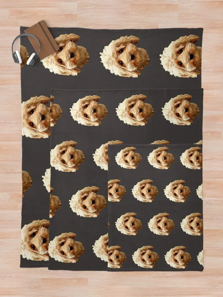 Cavapoo Cocapoo ���� ������ ���, �ܿ� ���� ���� ���� ���