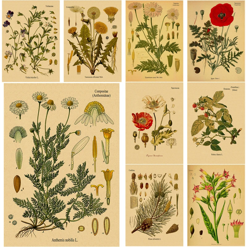 Plant Flower Study Retro Poster Botanical Prints Posters Kraft