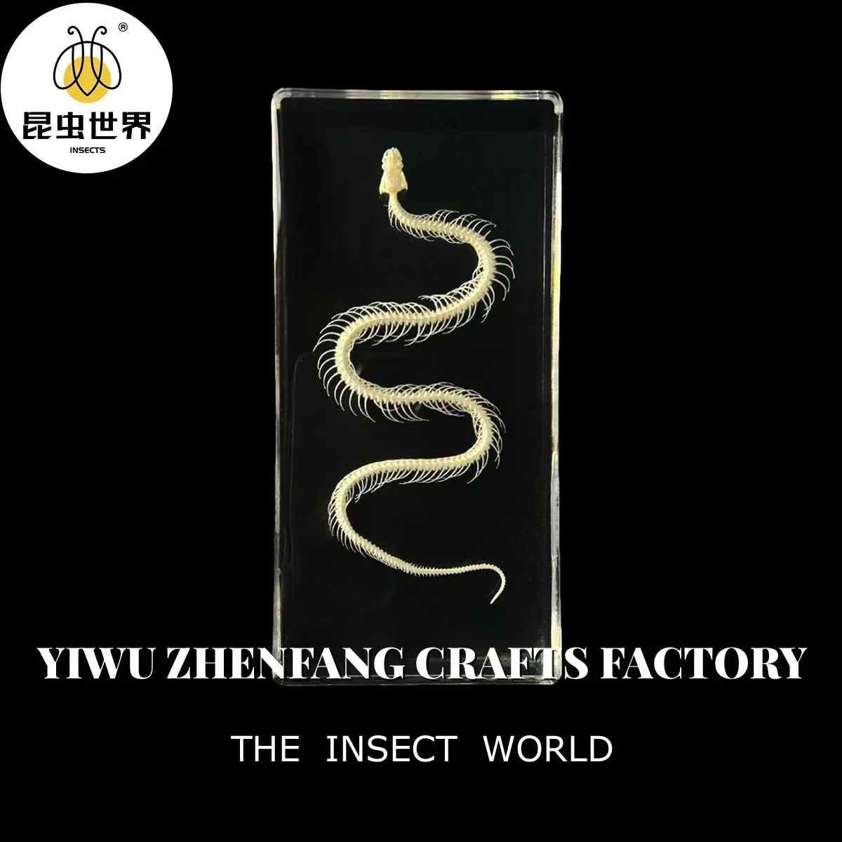 1 Pcs Complete Specimen of Snake Skeleton/ Real Bone/Collection/Garden, Water Tank Decoration Gothic Decor 2