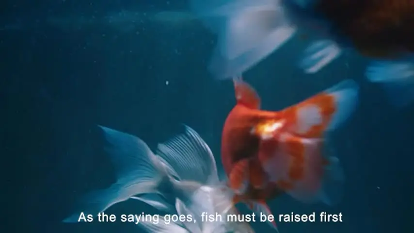 Lámpara De Limpieza UVC Para Acuario - Sumergible, Con Temporizador, Enchufe UE 220V, Elimina Microorganismos