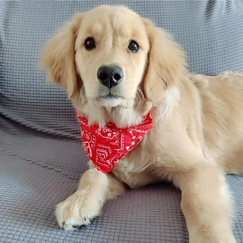 Title 5, Dog Collar Bandana Scarf Collar Adjustable Dog ...