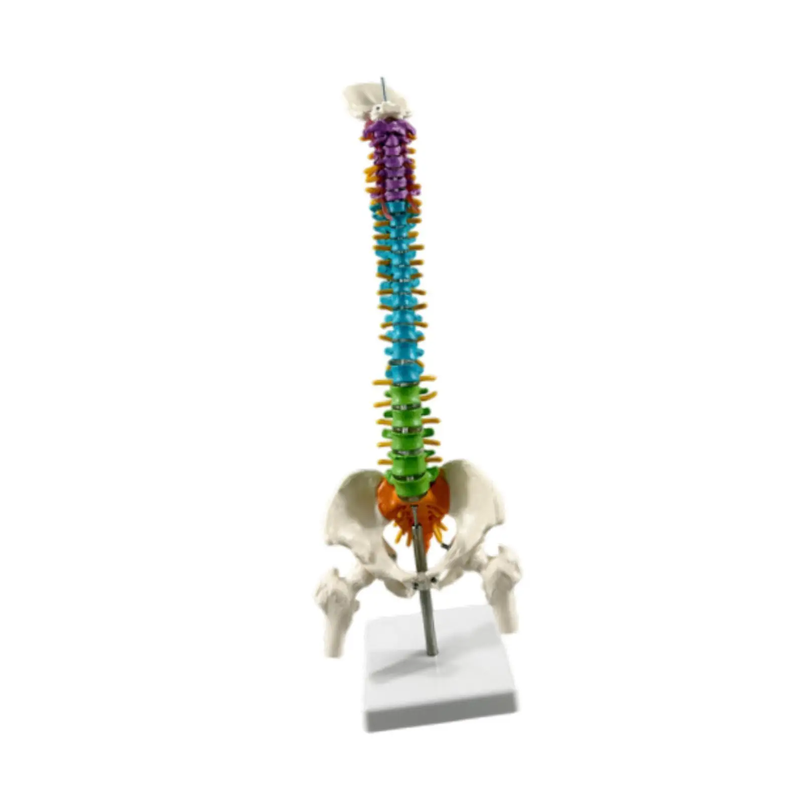 Flexible Human Spine Model 3
