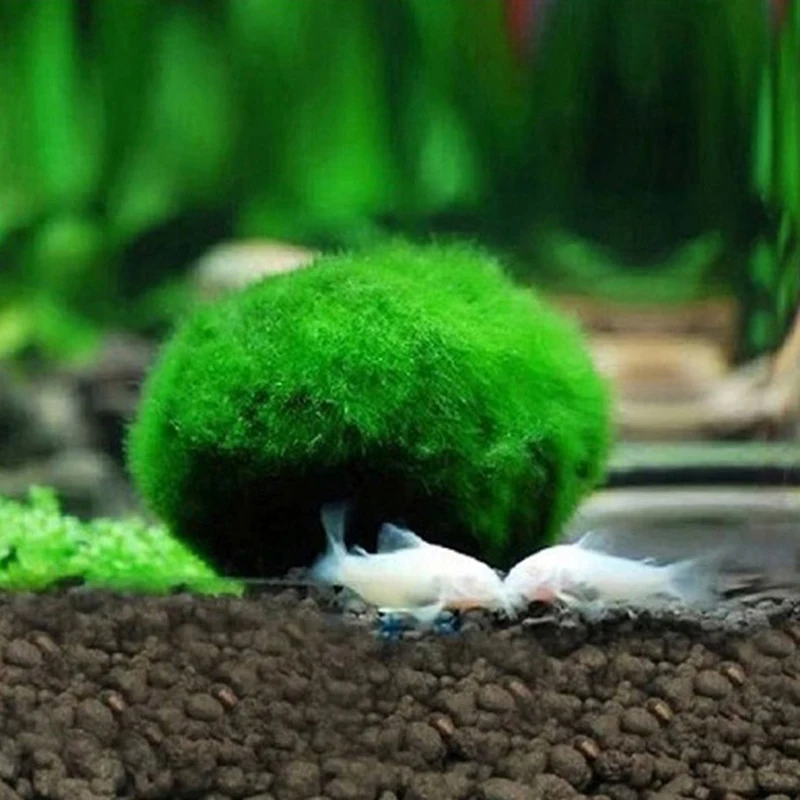 Artificial Aquarium Plants Fish Tank Ornaments 3-4cm Marimo Moss Balls Live Aquarium Plant Algae Fish Shrimp Tank Ornament Simulation Green Algae Balls