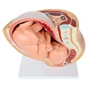 Human Pregnancy Fetal Development 9Th Month Embryonic Pelvic Model Fetus Foetus Pregnancy Anatomy Of The Placenta Model 1
