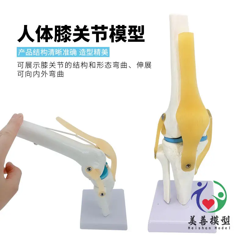 Anatomical Models Knee Model With Ligaments Human Skeleton Teaching Exercises Medical Function Display Shoulder And Neck Spine Skeleton Orthopedic