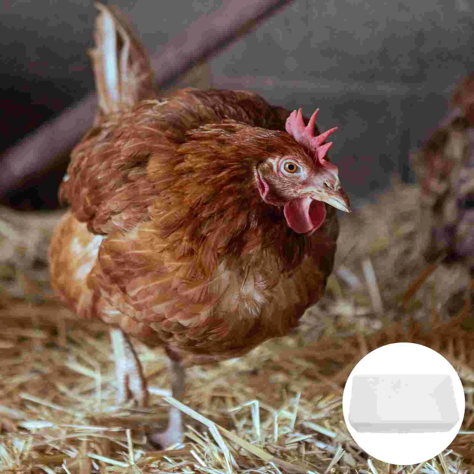 

Rubermaid Coop Supplies Dedicated Finch Bird Feeder Chicken for Feeding Container Plastic