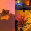 LED Projection Light RGB Sunset Light Remote Control USB Rechargeable IG Photo Theme Event TK Live Streaming Background Lighting 6