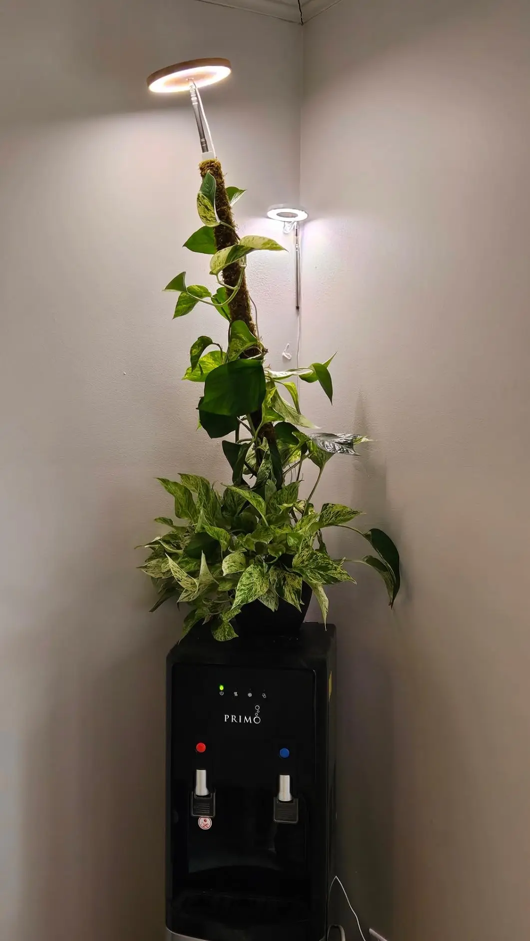 LED telescopic plant light growth light angel ring succulent red blue full spectrum flower succulent plant fill