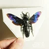 Real Insect Specimen Beetle Scarabaeidae Hornet Ants Student Observation Handicraft Collection Gift Home Decoration Taxidermy 1
