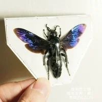 Real Insect Specimen Beetle Scarabaeidae Hornet Ants Student Observation Handicraft Collection Gift Home Decoration Taxidermy 1