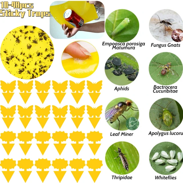 10-48Db Ragadós Csapdák Gyümölcsllyal Gnat Csapda Sárga Ragacsos Hibás A Beltéri Kültéri Rovarok Kártevőirtó Kertjének Erős Ragasztóüzem