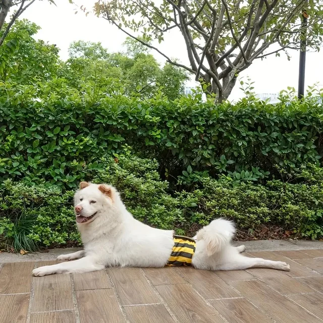 Male Dog Diapers Washable Belly Band for Male Dogs Comfortable Reusable Male Dog Belly Wraps for Doggy Puppy 4