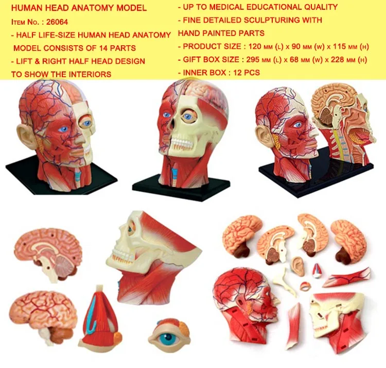 HUMAN HEAD ANATOMY MODEL