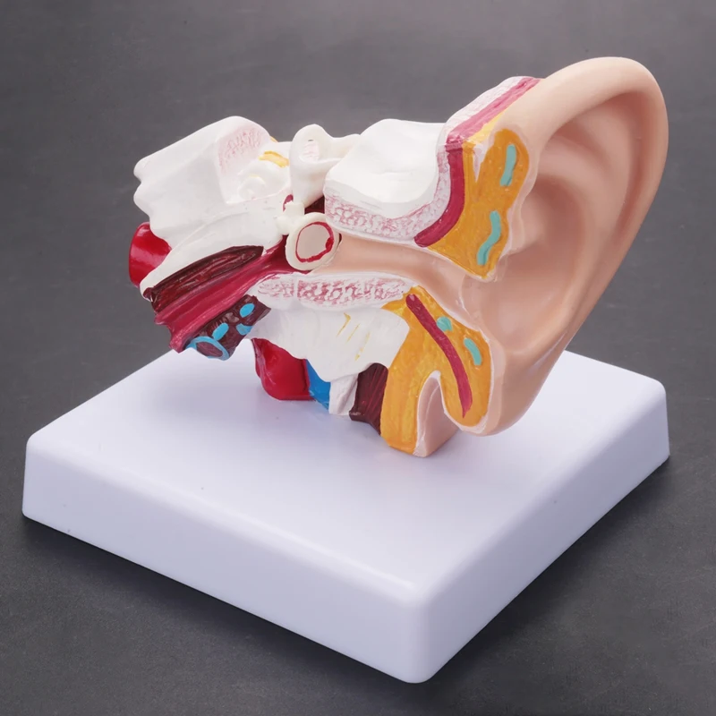 Modello Anatomico Orecchio Umano 1.5x: Orecchio Interno Ed Esterno In PVC, 15x10x5cm, Per Studio E Scuola - 2