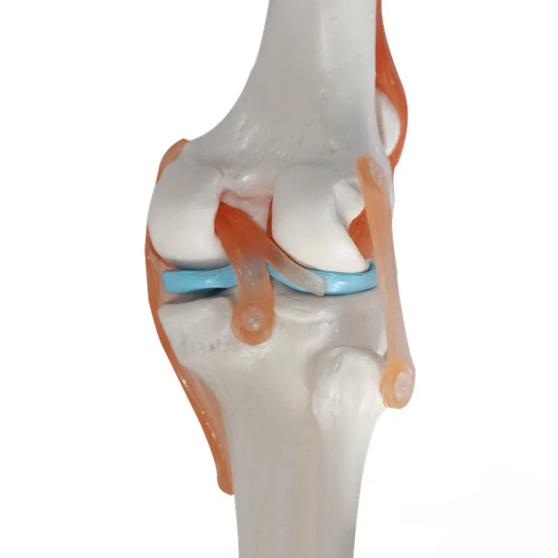 Flexible anatomy Knee Joint Model with Bendable Cruciate Ligaments and Meniscus for Medical Science Teaching