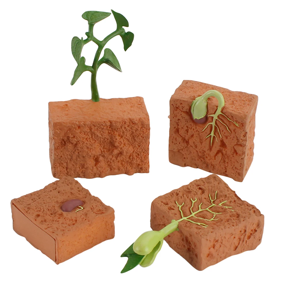 

Simulation Life Cycle of a Green Bean Plant Growth Cycle Model Action Figures Collection Science Educational Toys for Children