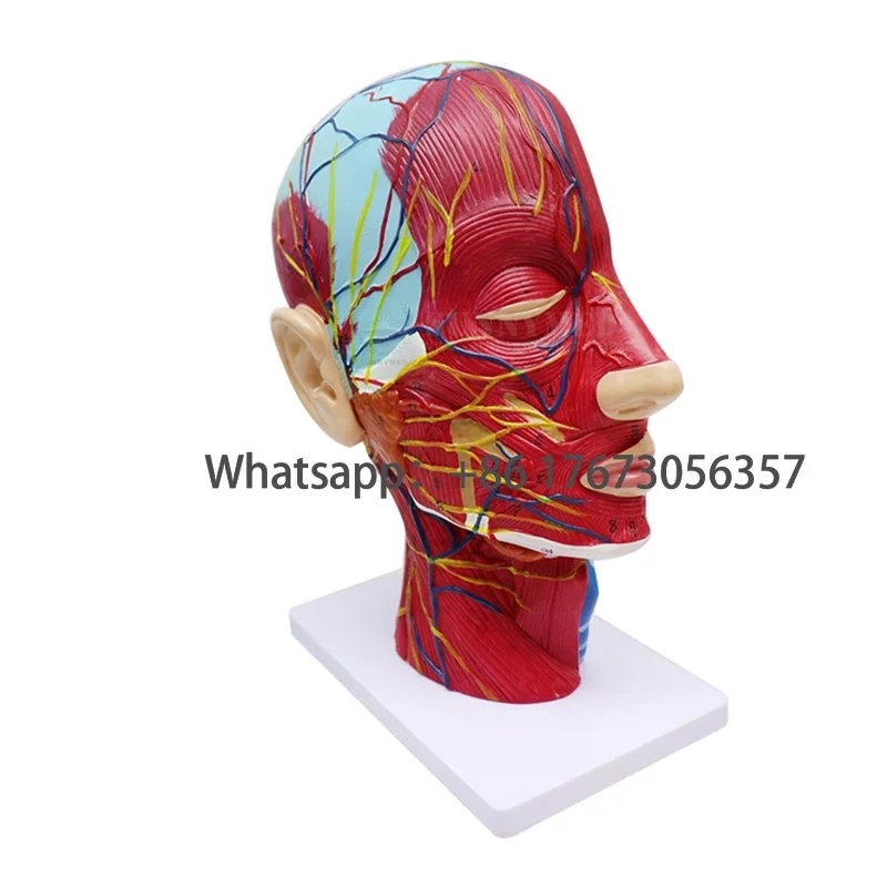 

Анатомическая модель головы для медицинской биологии, анатомическая образовательная модель головы человека, поверхностная нейроваскулярная модель с мускулатурой