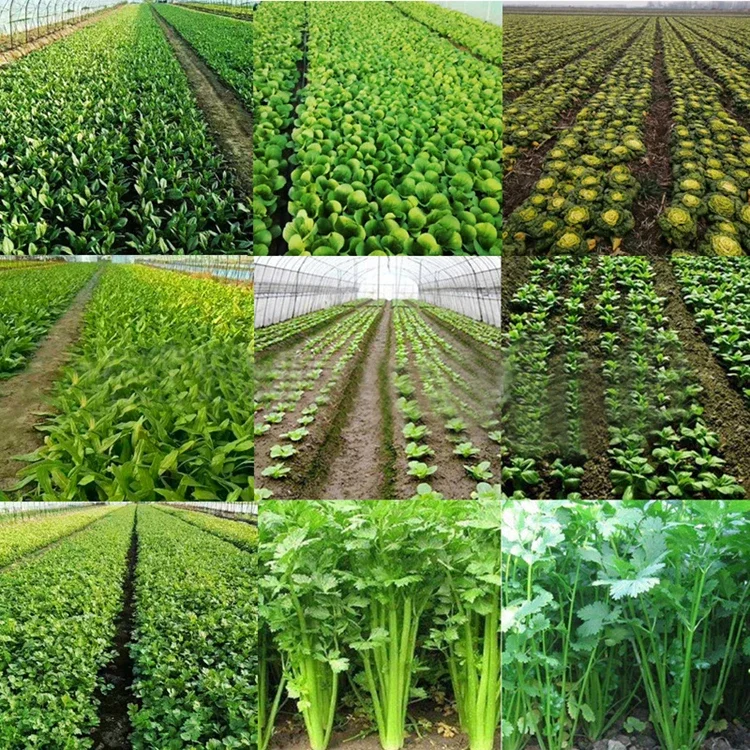 Automatic Vegetable Precise Sower / Vegetable Seeder / Vegetable Planter 6