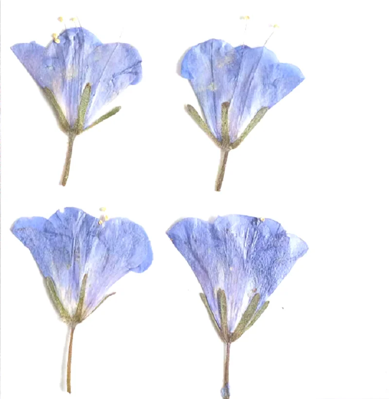누르면 측면 건조 BlueBell Hyacinthoides 꽃 식물 표본 상자 보석 엽서 책갈피 프레임 전화 케이스 초대장 카드 DIY