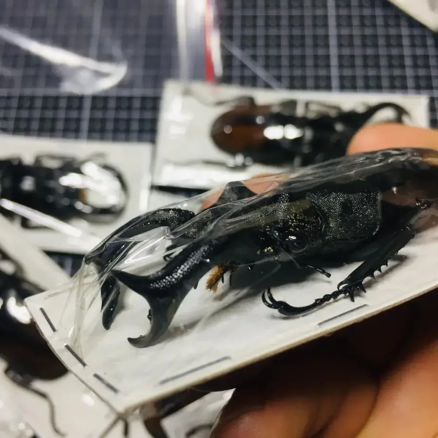 Real Insect Bug Specimen Taxidermia Clear Large Bug  Spiders Beetles Large Insect Scorpion Specimen Craft Decoration 3