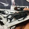Real Insect Bug Specimen Taxidermia Clear Large Bug  Spiders Beetles Large Insect Scorpion Specimen Craft Decoration 3