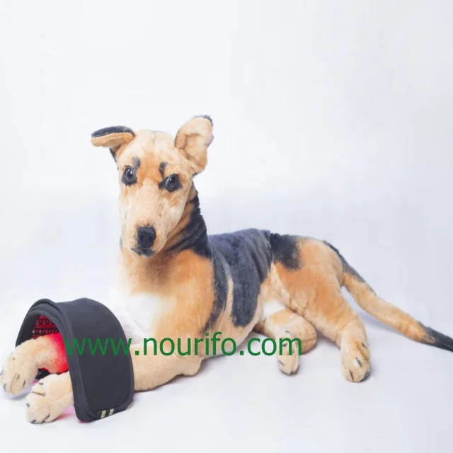 

Veterinary Lasers