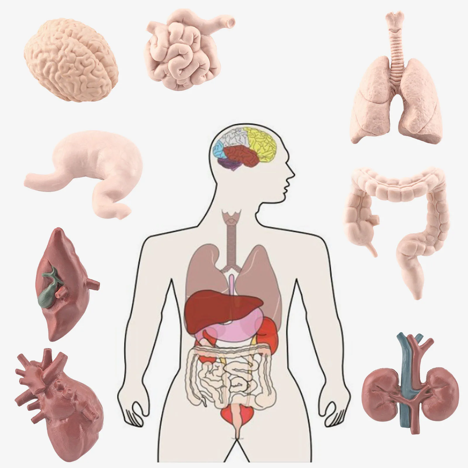 Modelo de órgano del cuerpo humano 3D para niños, juguetes Montessori para  niños, anatomía del cuerpo humano, escuela preescolar, educación médica,  herramienta de enseñanza de exhibición - AliExpress