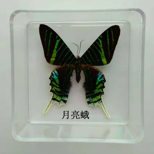 Butterfly Specimen Real Butterfly Specimen Insect Specimen Butterfly Shooting Props DIV Student Teaching Transparent Box Pack 