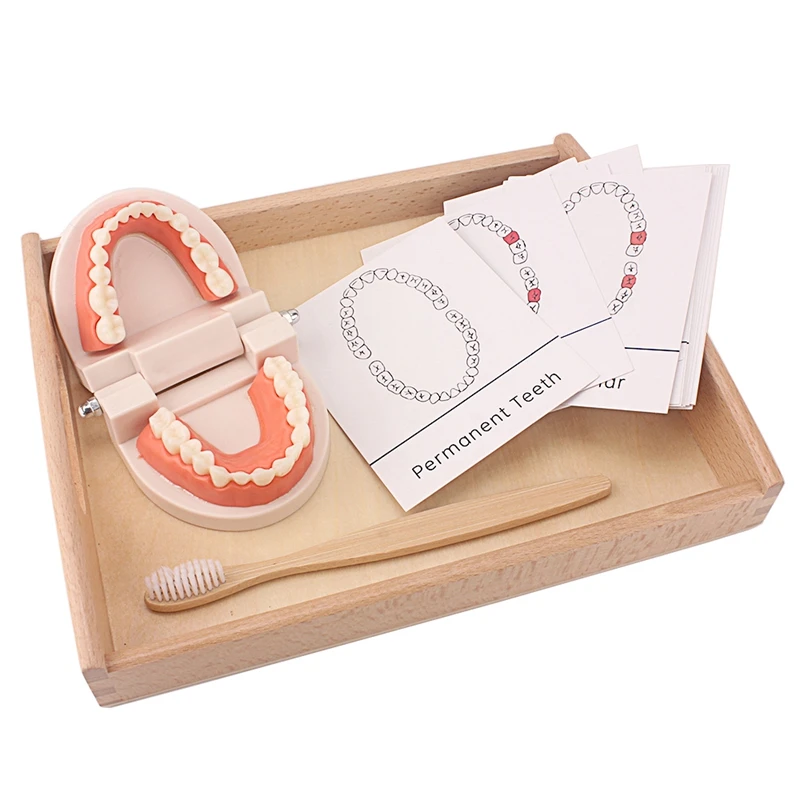 

Montessori Educational Toys for Children Early Learning Kids Intelligence Brushing Tooth Teaching Aids Simulated Practical Life