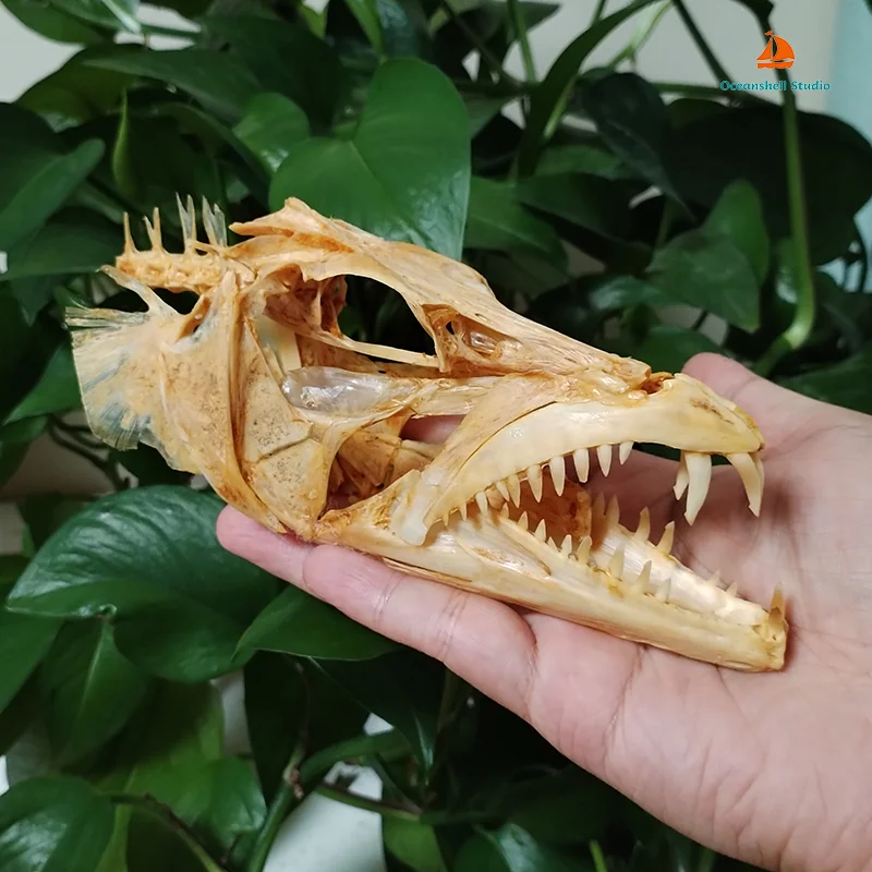 ヘアテールラージソードフィッシュスカル、動物の骨格、標本モデル