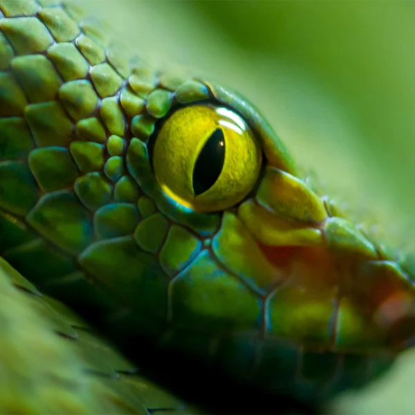 Cute Reptile And Happy Fish Store