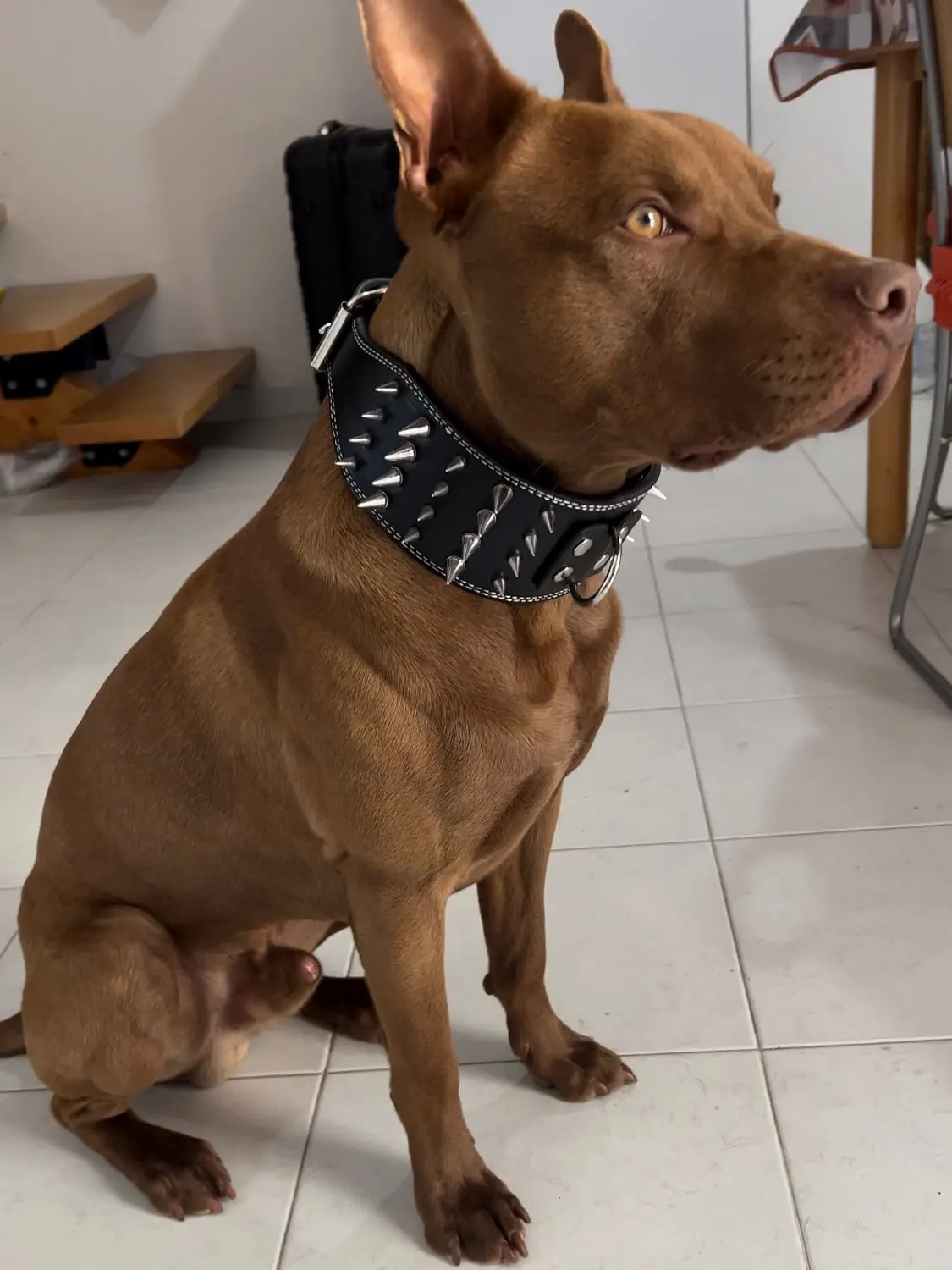 Cool Dog Collar Spiked Studded Leather Pet Dog Collars Pitbull Bulldog Big Dog  Collar Adjustable For Medium Large Dogs - AliExpress