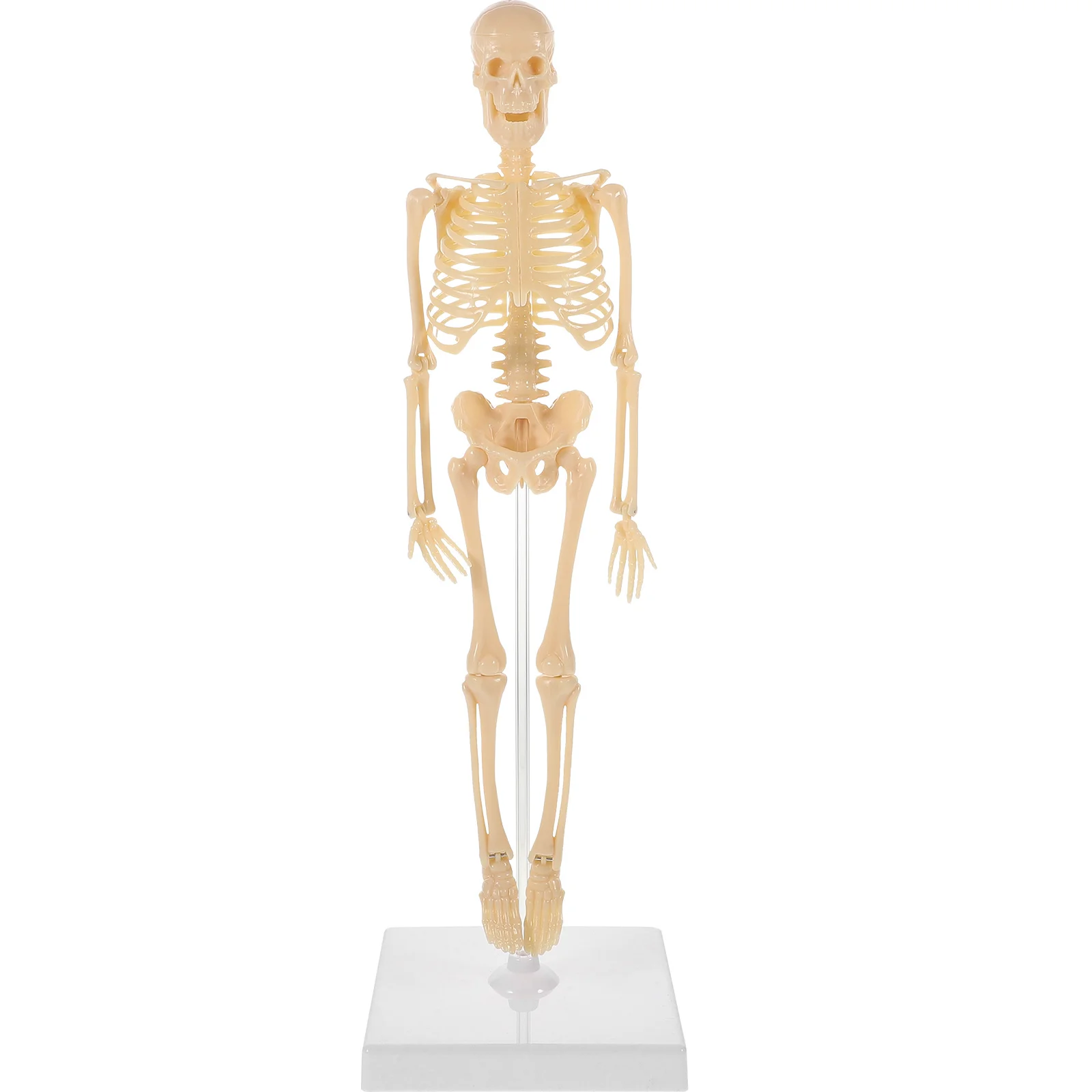 

Model Kids Human Toys Mini Size Anatomy Life Mannequin Toy Miniature Body Full Plastic Educational Manikin Assembly Poseable