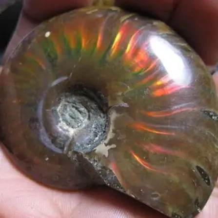 Rare Iridescent Ammonite Ammolite Shell Gem Fossile Del Campione Di Guarigione 30G--40G