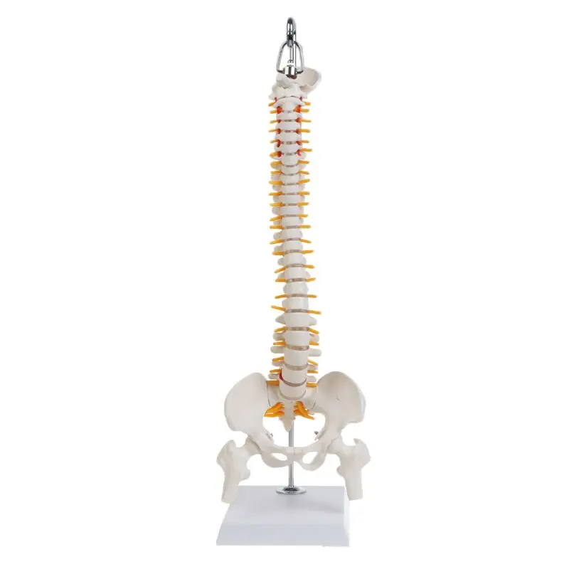 

45cm Flexible Human Spinal Column Vertebral Lumbar Anatomical Model Anato