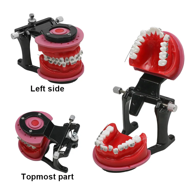 

Dental Orthodontic Study Teach Teeth Model Practice Model with Metal Brackets Dental Instrument