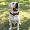 Dog Collar with Bow tie,Christmas Plaid Snowflake Dog Collar with Adjustable Buckle Suitable for Small Large Dogs Cats Pets 6