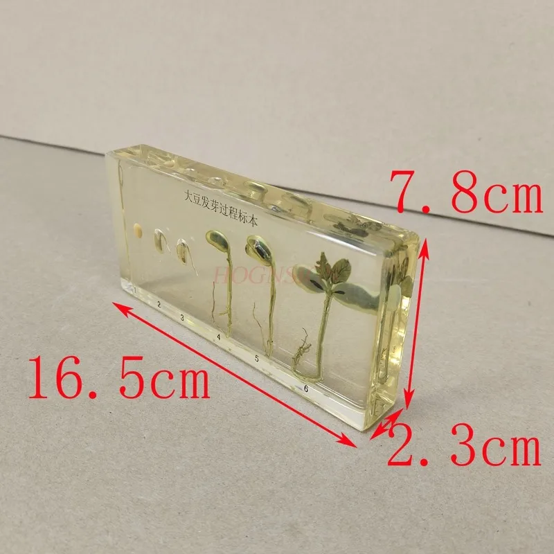 Kindergarten teaching cognitive plant seed specimen soybean germination growth resin real artificial amber 6