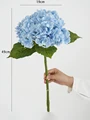 Blue hydrangea