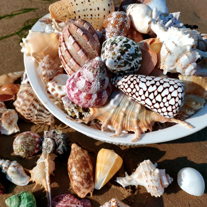 Conch Shell Starfish Fish Tank Landscaping Hermit Crab Shell Drift Bottle Material natural shell ornaments resin starfish ornaments