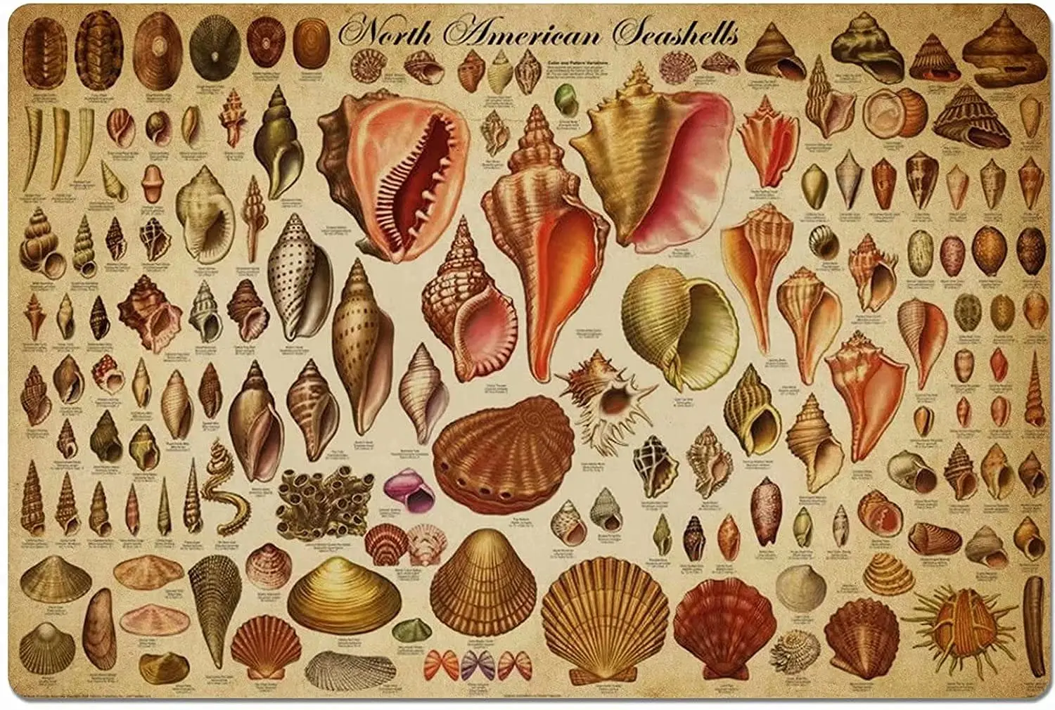 North American Shell Knowledge Metal Tin Sign North American Seashells Variety Printing Poster Plaque Bar Cafe Family Education