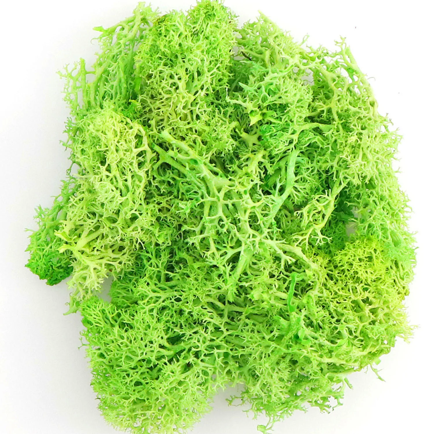 20g/200g natürliche grün gefärbte Moos Simulations pflanzen ewiges Leben Moos Garten Wohnkultur Wand Mini Garten Mikro Landschaft acce – Detail 15