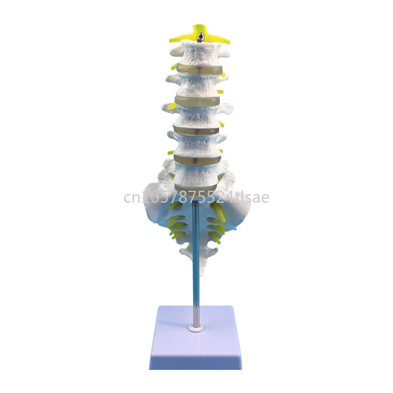 

Natural Large Five-Section Lumbar Spine with Tail Vertebra Model Adult Lumbar Spine with Tailbone Spinal Nerve Lumbar Disc