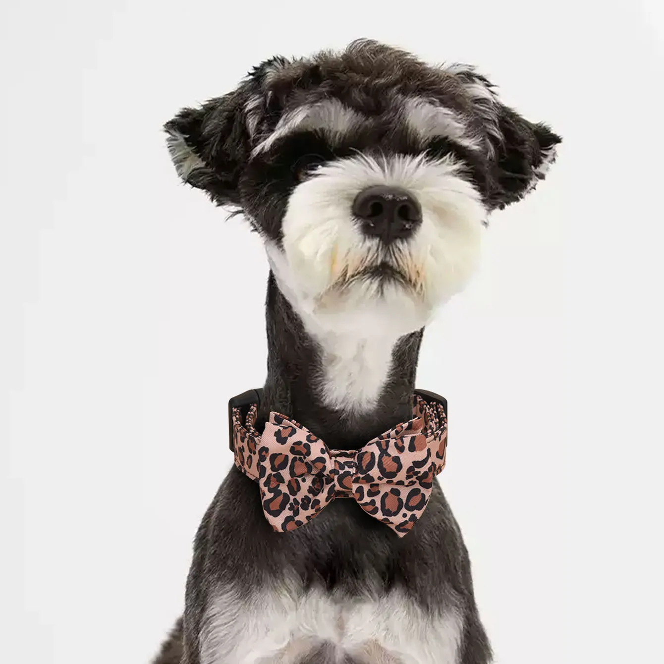 CP571-Leopard print twill fabric pet dog collar with small black bell and removable bow tie