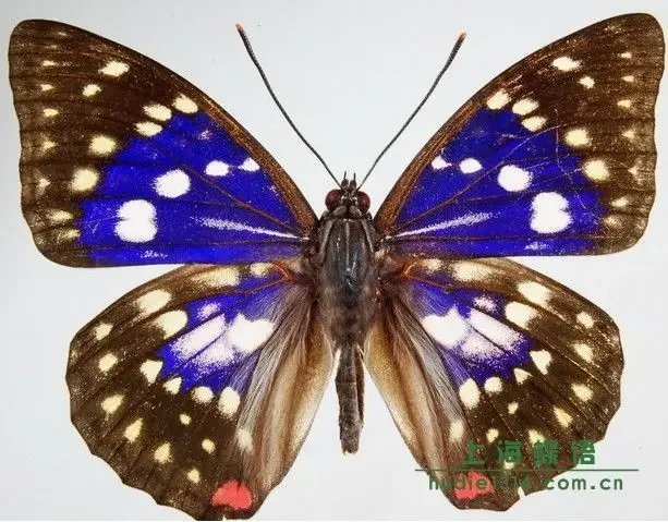 Natural Real Butterfly Display Real Butterfly Wingsstudent Creative Birthday Gift Transparent Box Gift DIY 4