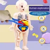 14-Piece Set Children's Science and Education Human Body Organ Model Assembled Early Education Toys 2