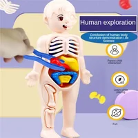 14-Piece Set Children's Science and Education Human Body Organ Model Assembled Early Education Toys 2