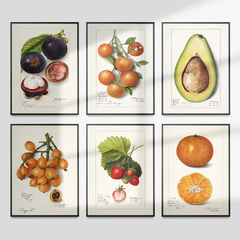 

Plant Fruit Illustrated Handbook Poster Canvas Painting Vintage Print Art Wall Hanging Stickers Decor
