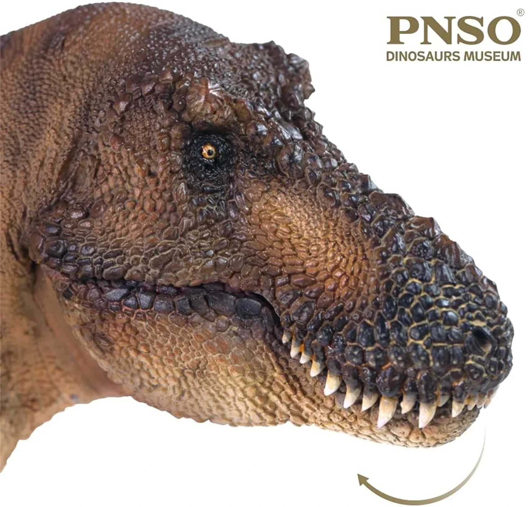 PNSO 限定版 豪華セット 1/35 ティラノサウルス Tレックス 恐竜 模型 Amazon.co.jp: PNSO 恐竜博物館 1/35 サイズ ティラノサウルス T