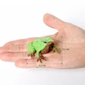 Frog 4